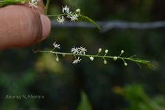 Asparagus gonoclados